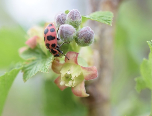 Happy Vernal Equinox!