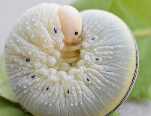 Insects of the Sanctuary