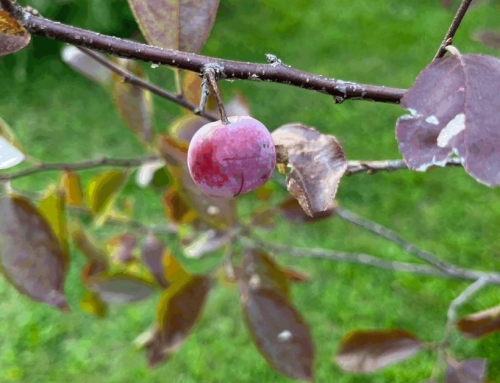 Plant Spotlight – Native Wild Plums