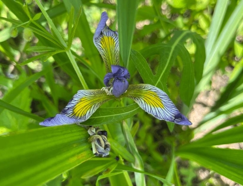Native Plant Spotlight : Blue Flag Iris