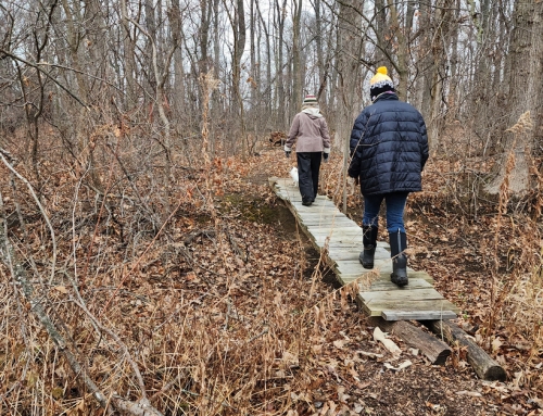 Walking With The Forest Spirits
