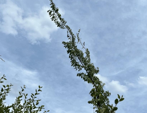 Event: Crossing Hedgerows Circle Meet Up 🔅