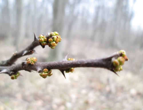 Native Plant Spotlight: Prickly Ash