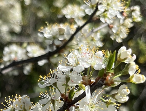 Event: 🐓Tour of Crossing Hedgerows Homestead, and Making Smoke Cleansing Bundles