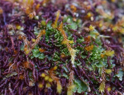 Our Beautiful Sanctuary