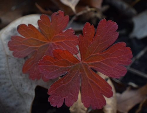 Our Beautiful Sanctuary