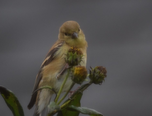American Goldfinch on Sunchokes