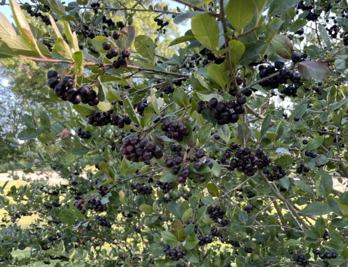 Aronia Berry Cake Recipe