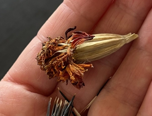 Event Reminder: Autumn Equinox (Alban Elfed) Celebration