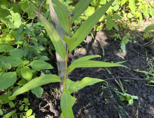 Black Willow Donated