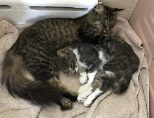 Crossing Hedgerows Cat Sanctuary 🐈‍⬛