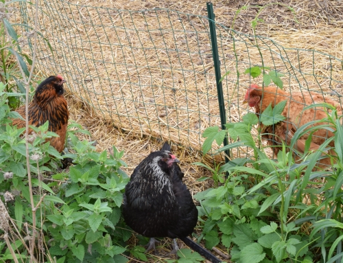 Catnip and Sunbathing Chickens