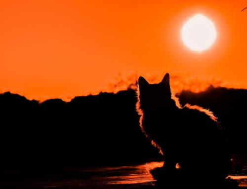 Holistic Feline Care