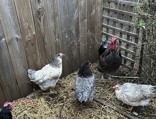 Chickens in the Morning