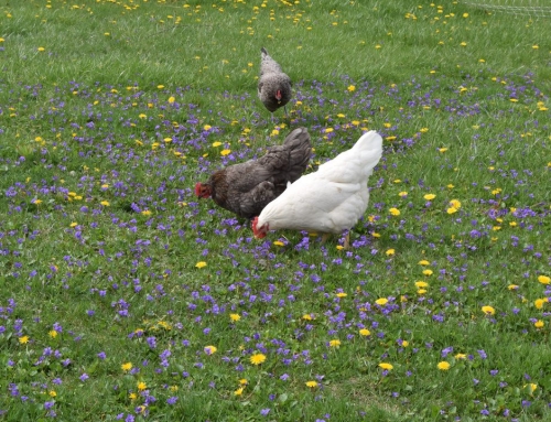 Chickens in the Springtime