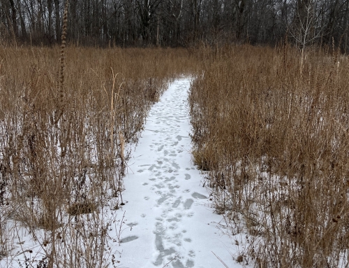 Meetup for the Earth Element and You