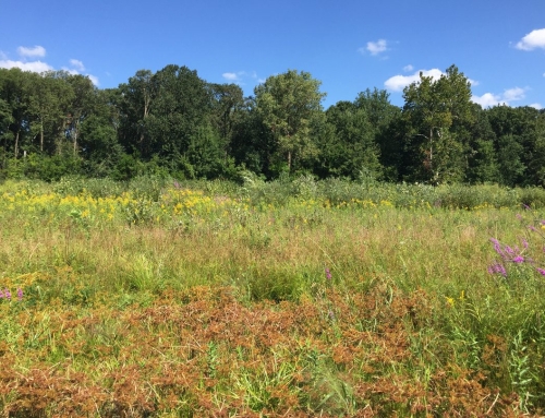 Crossing Hedgerows Circle Meetup 🌳
