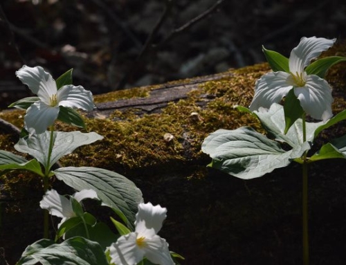 Enchanted Forest and Stone Circle Photos 🌺🪨
