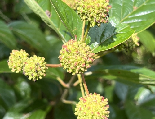 The Giant Button Bush – An Update