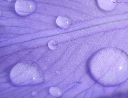 Healing Bath Soak 🛀