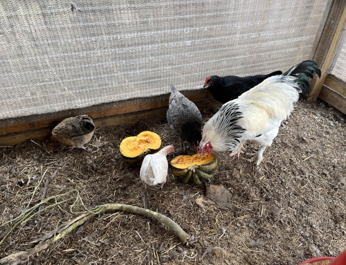Pumpkins for the Chickens