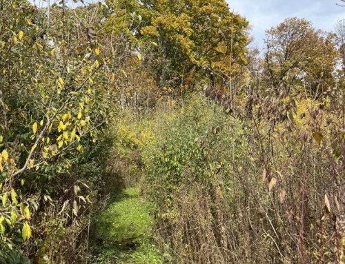 Samhain at the Sanctuary