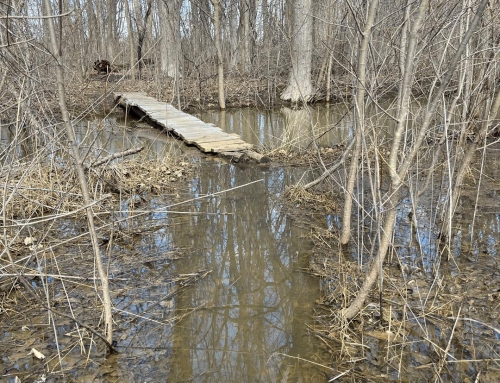 Springtime Brings the Water