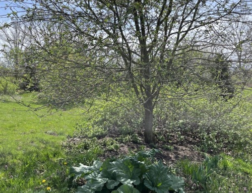 The Food Forest and Beyond