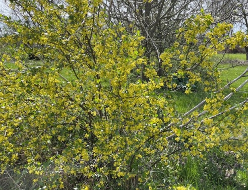 The Food Forest and Beyond