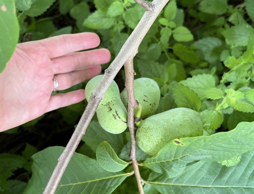 Farm and Sanctuary Update