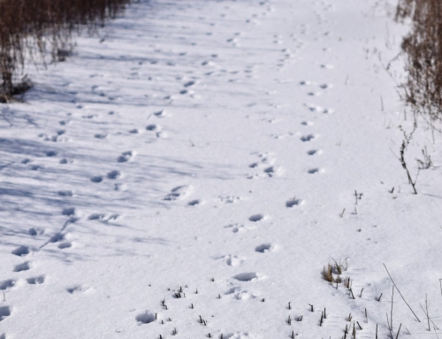 Where the Wild Things Are