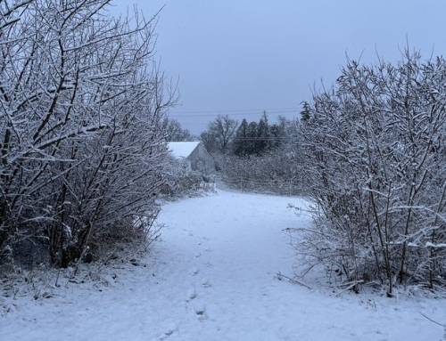 Winter is Here and Imbolc is Near