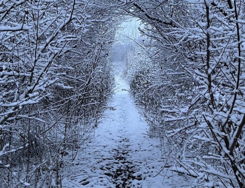 Winter is Here and Imbolc is Near