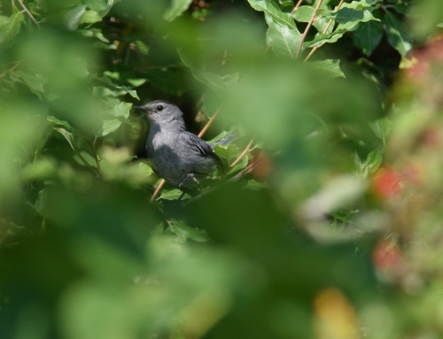 Yesterday’s Gathering