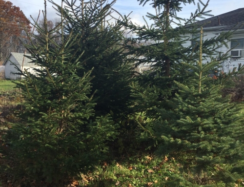 Tree Planting Party!