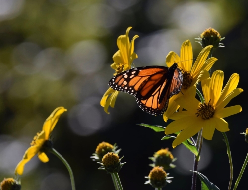 Awake in God’s Dream