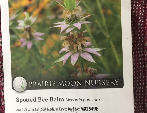 Event: Work Day 🪴