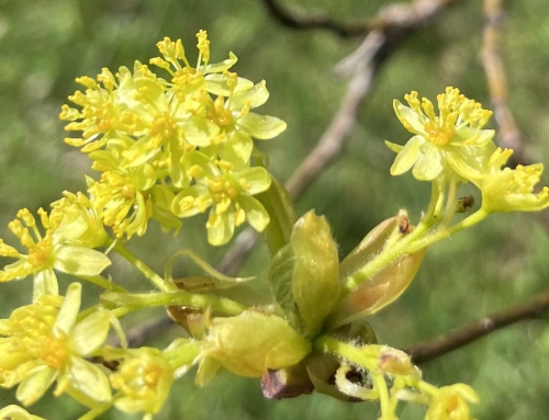 Beltaine and the Alchemical Wedding