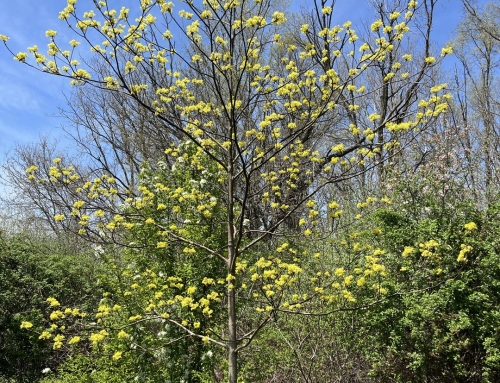 Beltaine and the Alchemical Wedding