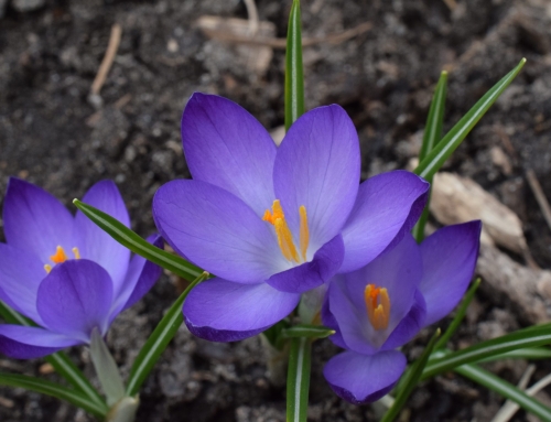 Spring Equinox (Alban Eiler) Celebration ☀️