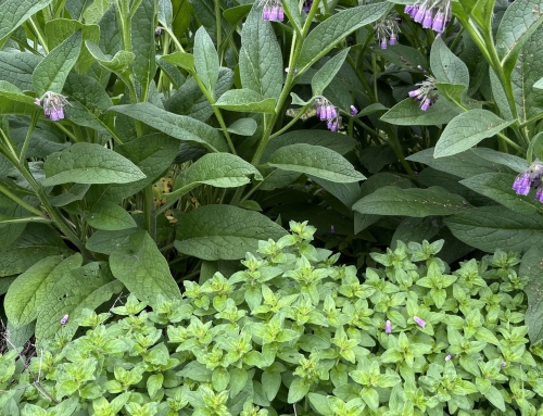 Multi-functional Plants