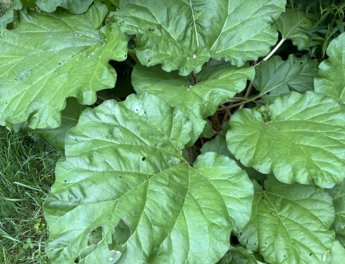 Rhubarb Lentil Soup Recipe