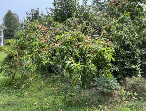 Event: Pruning Party!