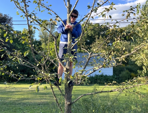 Tree Pruning Party Pictures