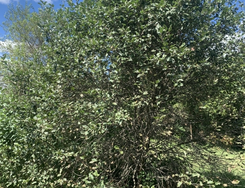 Tree Pruning Party Pictures