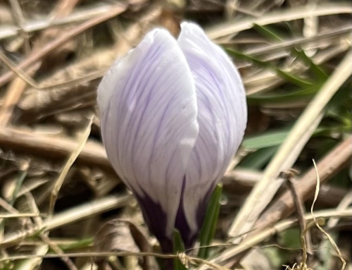 You Are Not a Machine