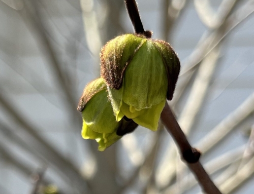 Pawpaw Seedlings Update