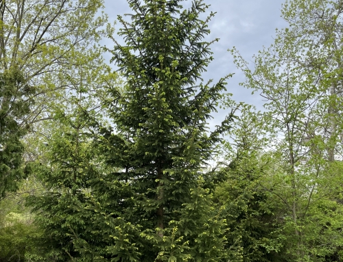 Plant Spotlight: Norway Spruce