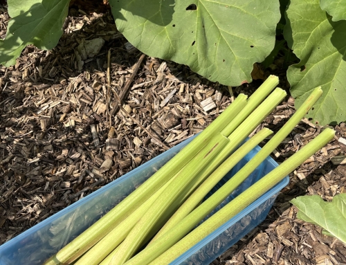 Rhubarb Harvest and Winter Storage